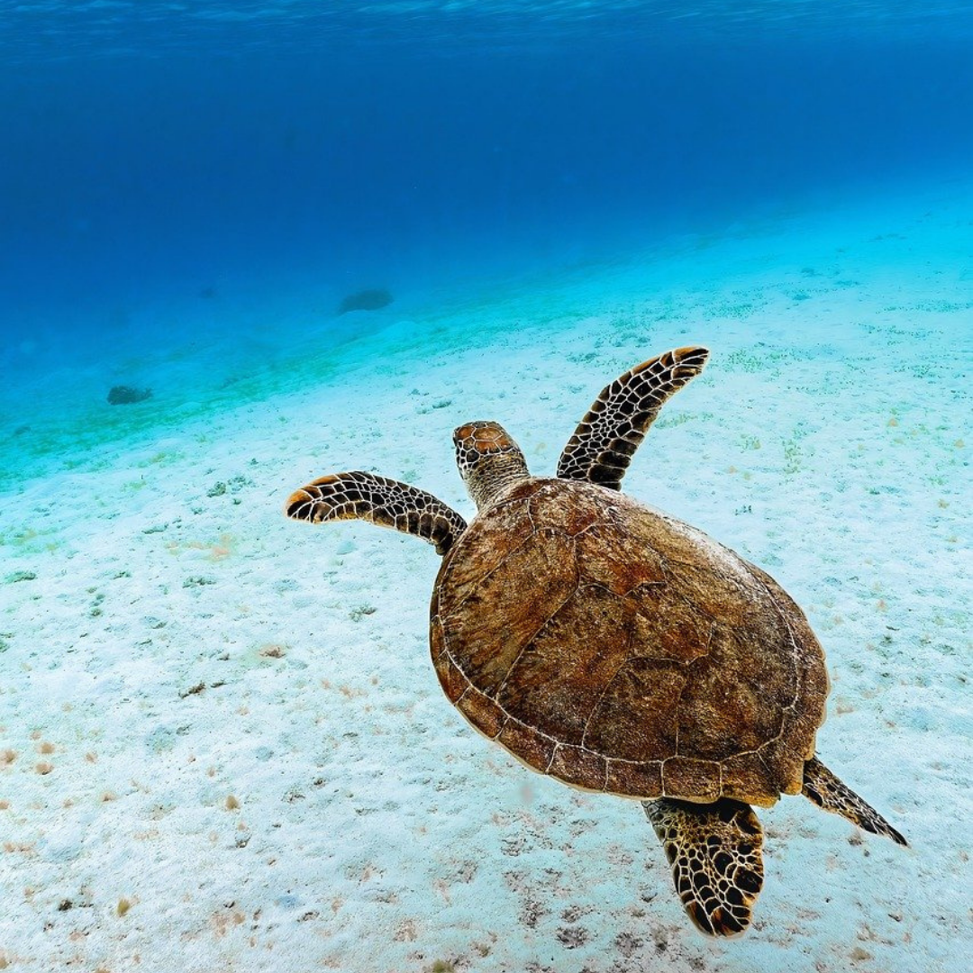 sea turtle