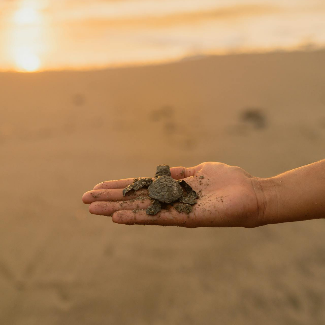 sea turtle